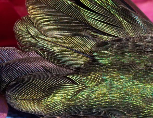 Jaynes Gallery 아티스트의 USA-Arizona-Close-up of hummingbird feathers작품입니다.